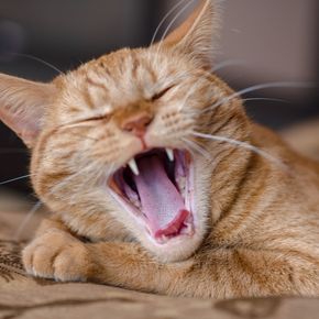 Cat showing teeth and dental problems